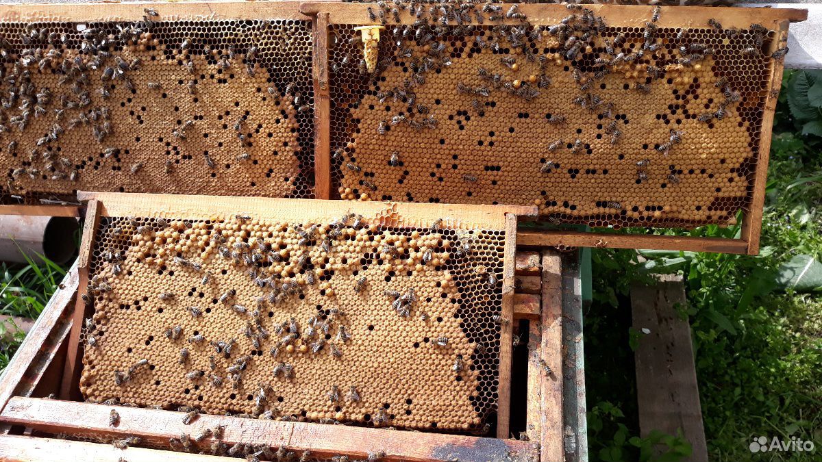 Продаются пчёлы купить на Зозу.ру - фотография № 10