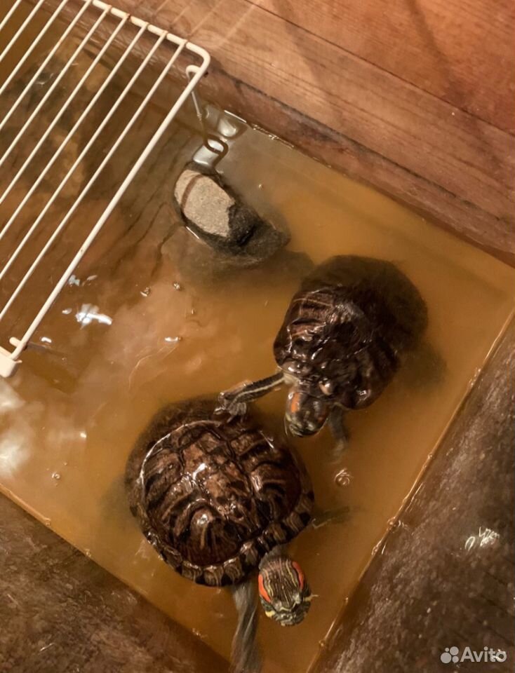 Красноухие черепахи в плохих условиях ищут дом купить на Зозу.ру - фотография № 2