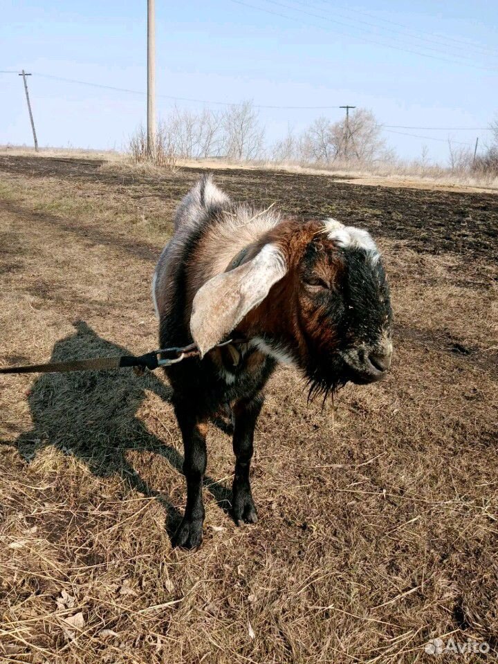 Нубийский козёл купить на Зозу.ру - фотография № 2