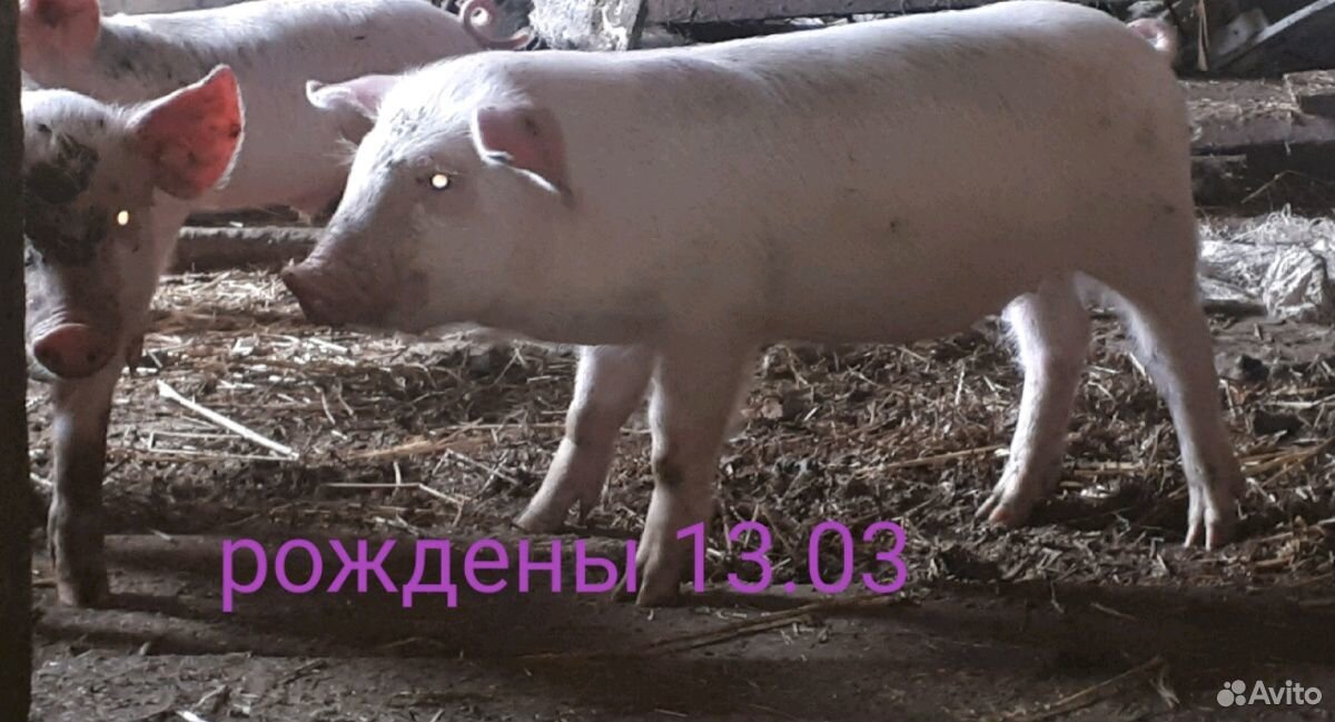 Продам свиноматку купить на Зозу.ру - фотография № 6
