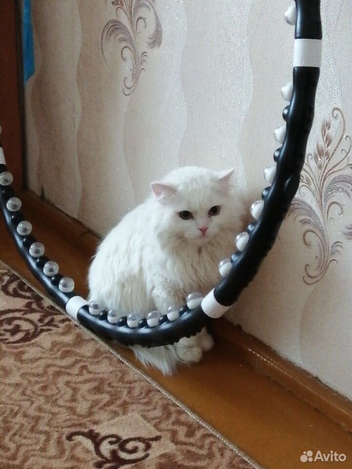 Кот, породистый турецкая ангора купить на Зозу.ру - фотография № 1