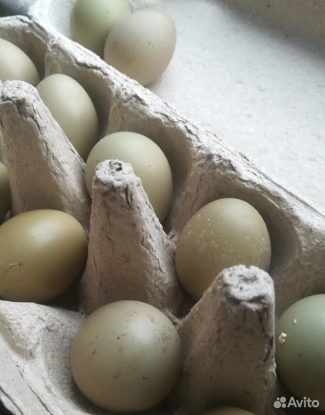 Яйцо фазанов для инкубации купить на Зозу.ру - фотография № 2