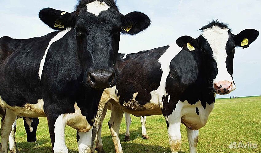 Скот коровы, бычки, телята купить на Зозу.ру - фотография № 1
