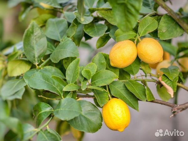 Продам лимонное дерево купить на Зозу.ру - фотография № 2
