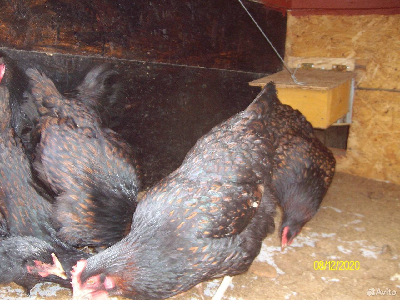 Яйцо и цыплята породной птицы купить на Зозу.ру - фотография № 5