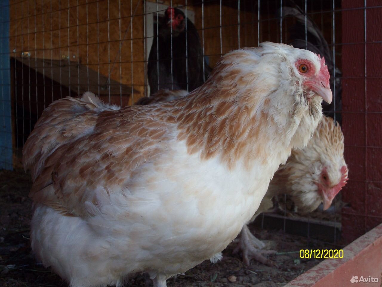 Яйцо и цыплята породной птицы купить на Зозу.ру - фотография № 2