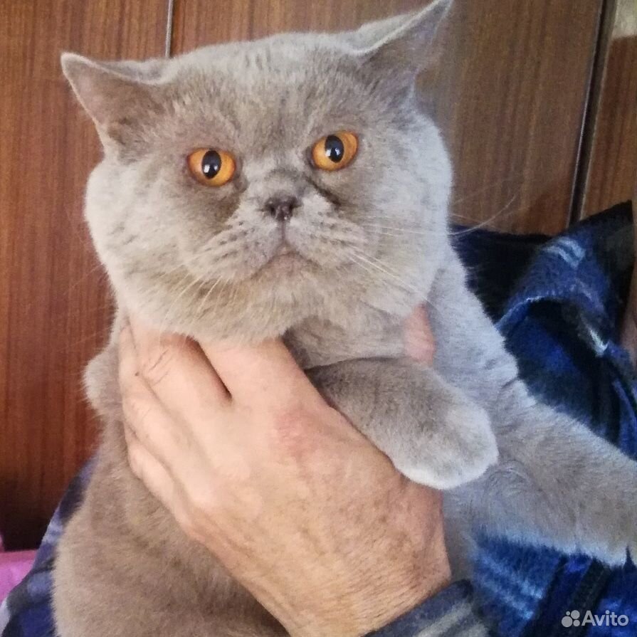 Пропал кот купить на Зозу.ру - фотография № 2