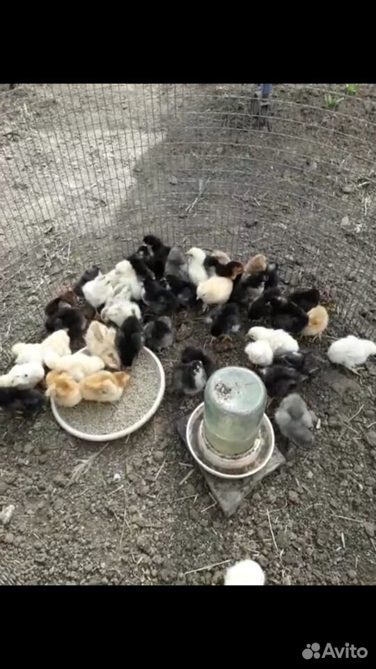 Цыплята от домашних кур купить на Зозу.ру - фотография № 2
