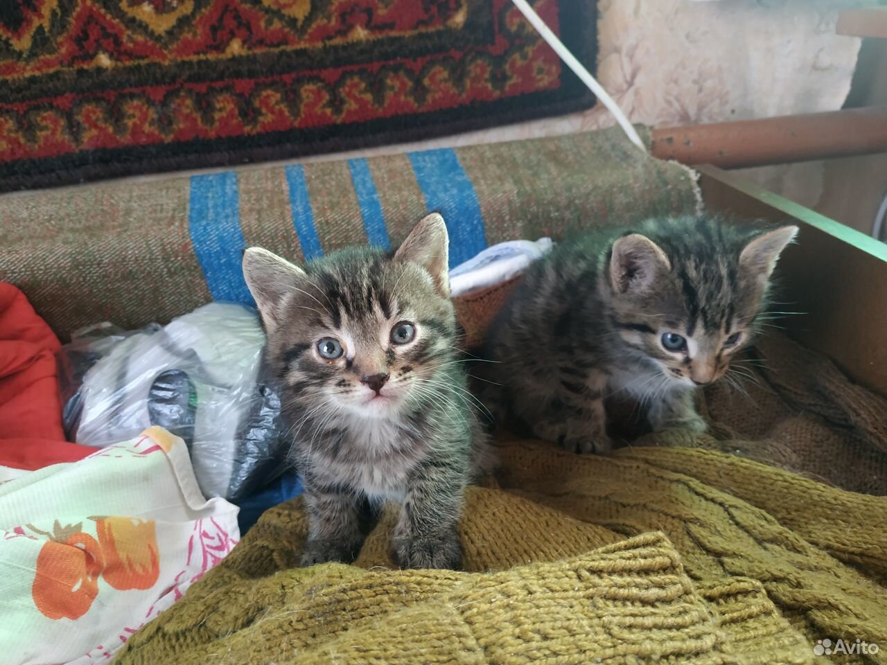 Котята 1,5 месяца купить на Зозу.ру - фотография № 1
