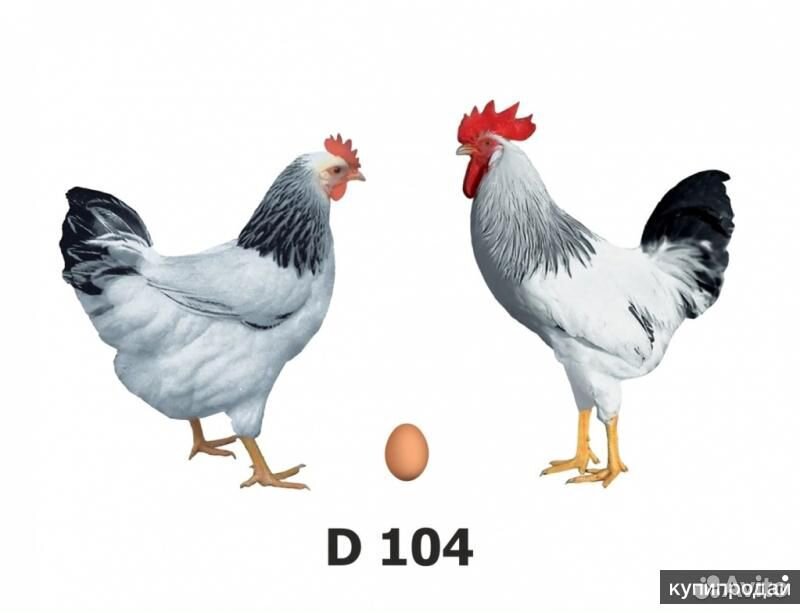 Д 104 куры. Доминант 104 цыплята. Доминант 107 куры. Доминант д 149. Куры Доминант gs459.