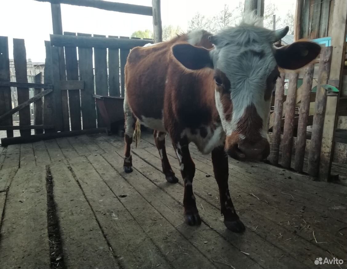 Продам двух коров купить на Зозу.ру - фотография № 3