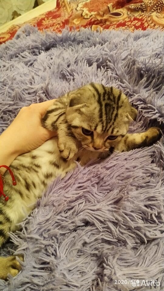 Продам котенка 3 месяца девочка купить на Зозу.ру - фотография № 5