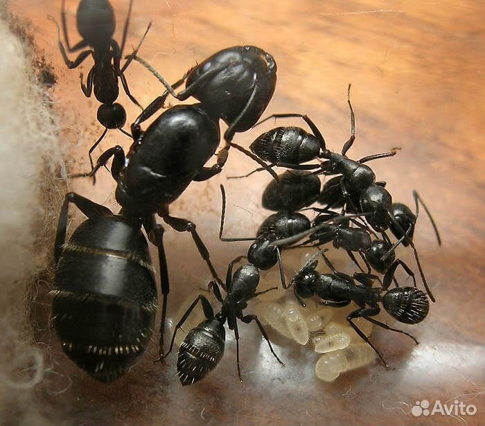 Матка Camponotus Vagus купить на Зозу.ру - фотография № 3