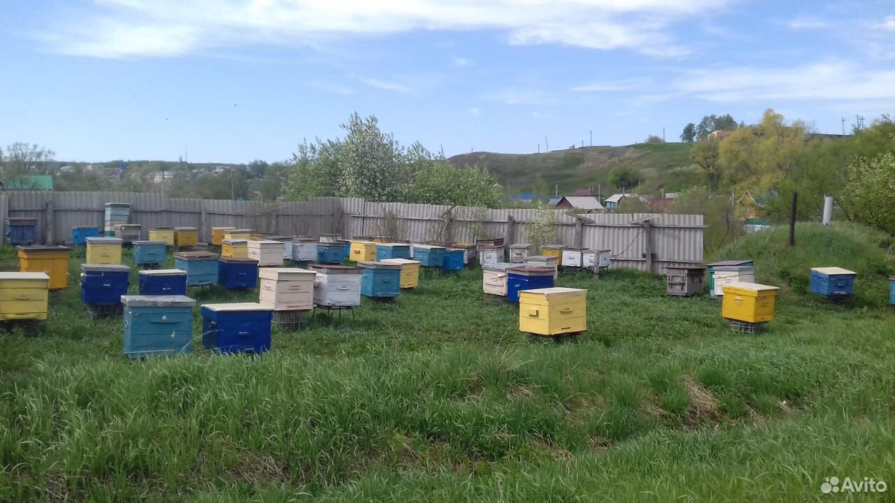 Пчелопакеты среднерусской породы купить на Зозу.ру - фотография № 1
