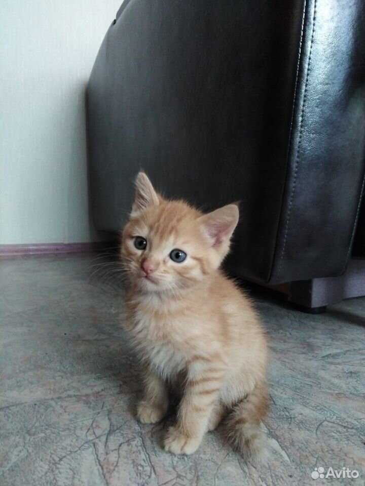 Рыжий котенок с голубыми глазами купить на Зозу.ру - фотография № 1