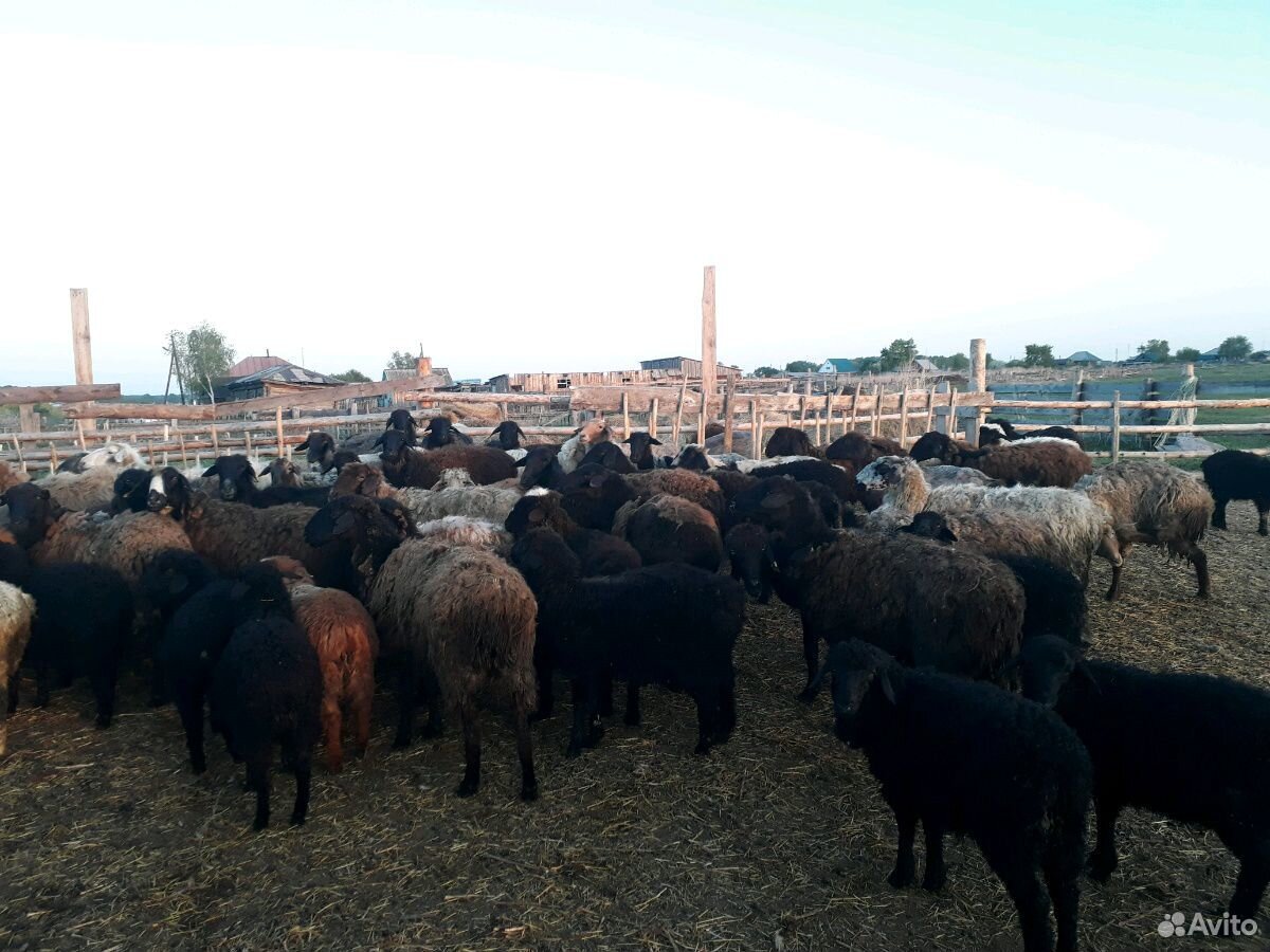 Курдючные овцы 96шт купить на Зозу.ру - фотография № 1