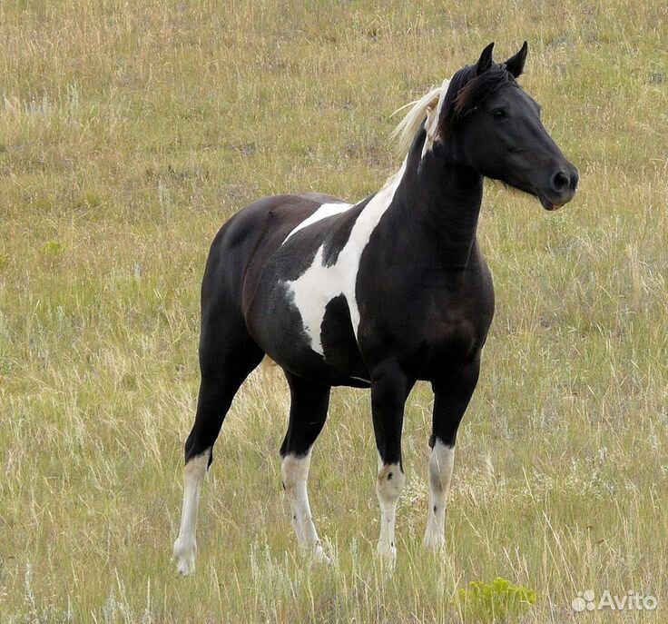 Продам лошадь, обученная,6 лет,пегая купить на Зозу.ру - фотография № 1