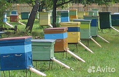 Пасека: 25 ульев с пчелосемьями и оборудованием купить на Зозу.ру - фотография № 1