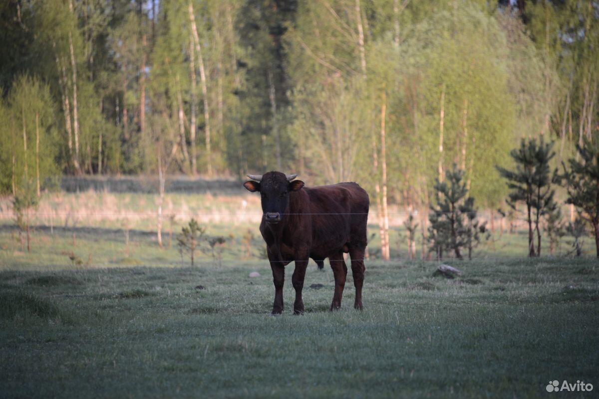 Латвийский бык купить на Зозу.ру - фотография № 3