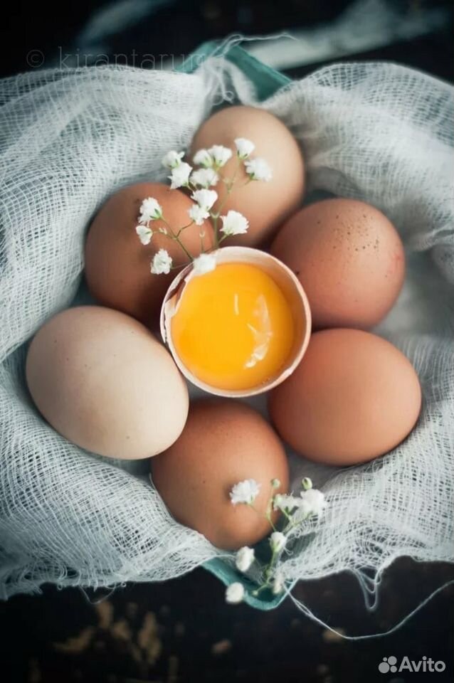 Инкубационное яйцо. Кохинхин купить на Зозу.ру - фотография № 1