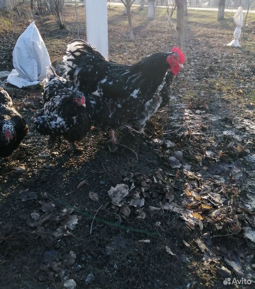 Продам цыплят породы "Британская мраморная" купить на Зозу.ру - фотография № 3