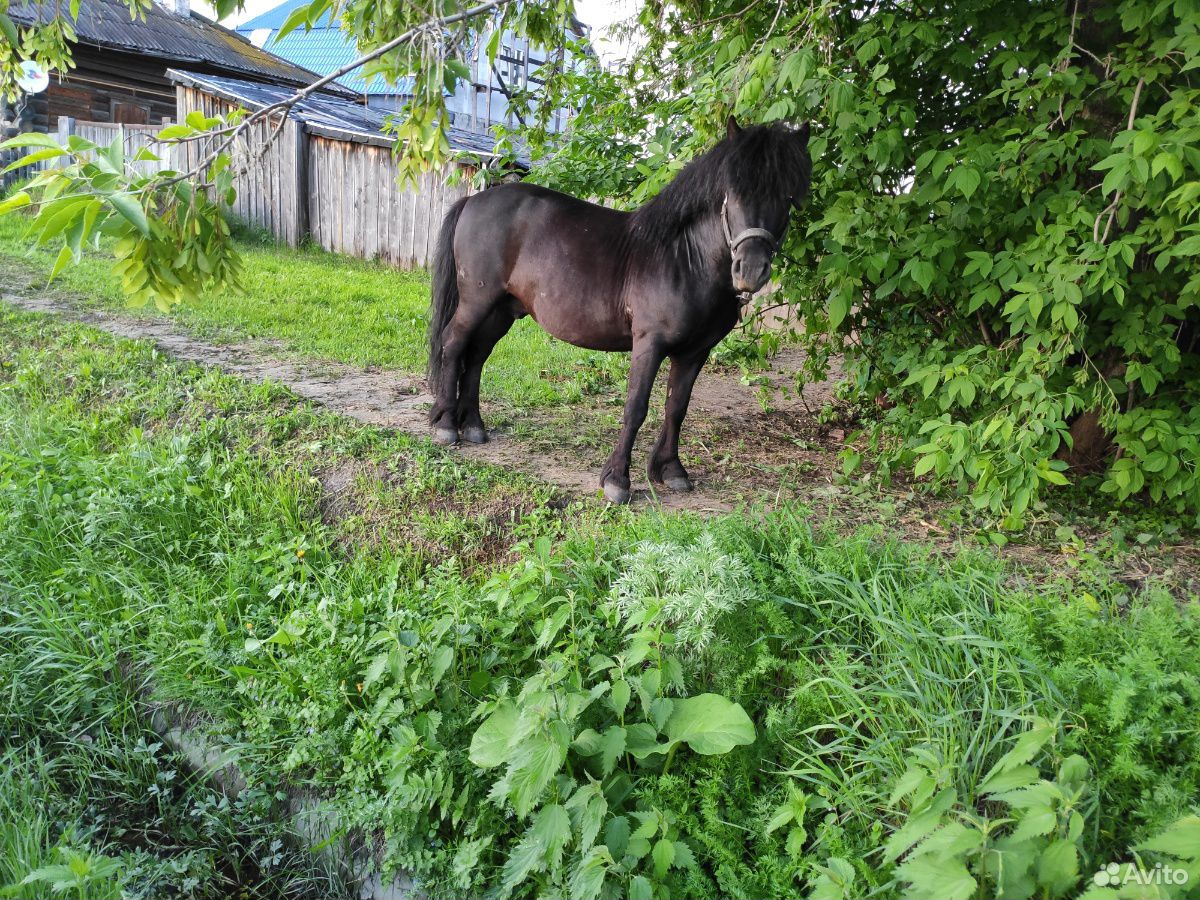 Лошадь пони купить на Зозу.ру - фотография № 1