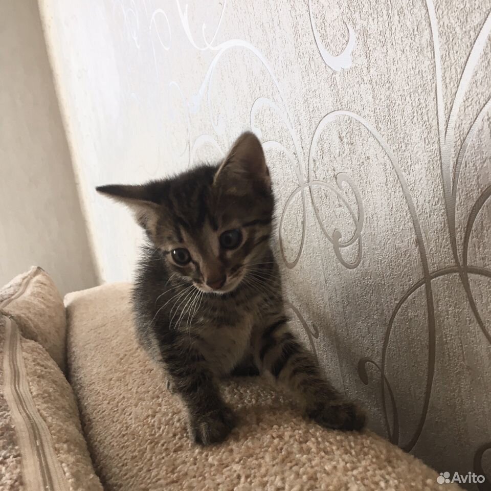 Котёнок ищет новый дом купить на Зозу.ру - фотография № 2