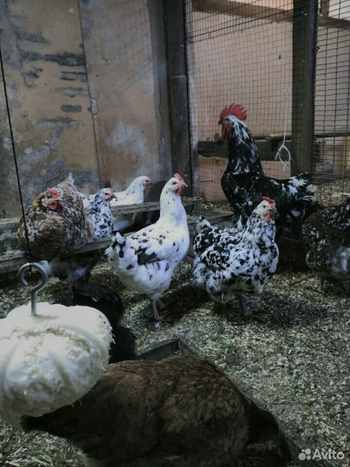 Цыплята ливенские купить на Зозу.ру - фотография № 9