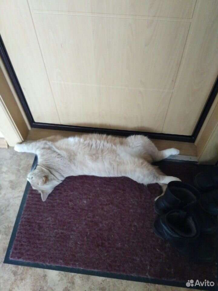 Котик ищет дом купить на Зозу.ру - фотография № 6