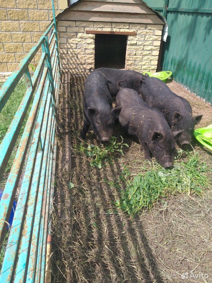 Вьетнамские свиньи купить на Зозу.ру - фотография № 6