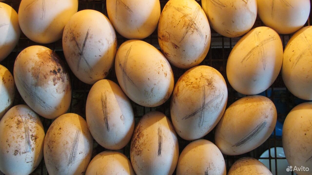 Гусиное яйцо в инкубатор купить на Зозу.ру - фотография № 3