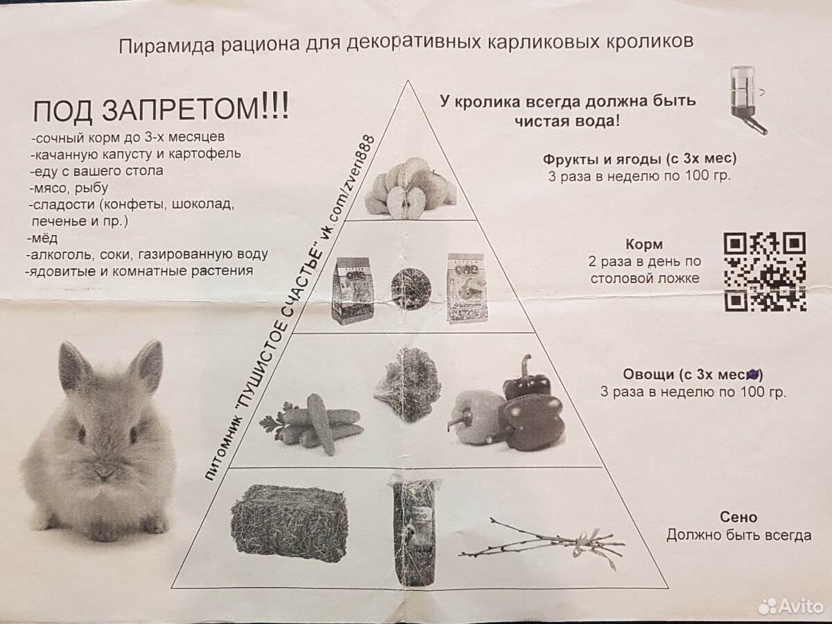Декоративный кролик купить на Зозу.ру - фотография № 4