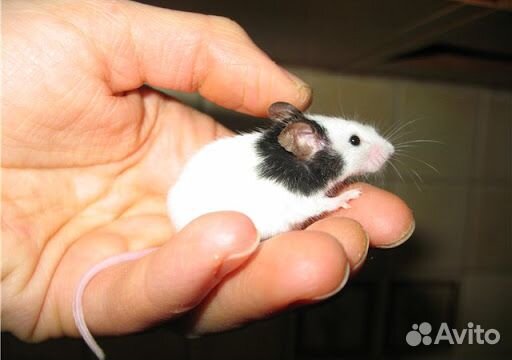 Японские карликовые мышки купить на Зозу.ру - фотография № 2