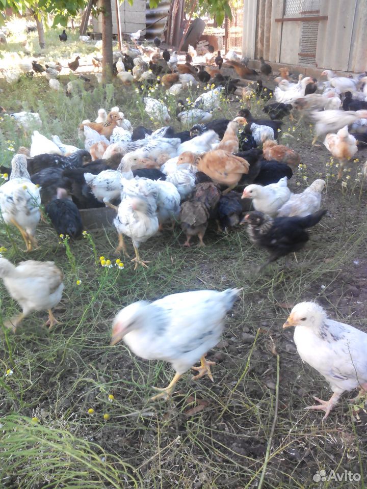 Цыплята суточные, подрощенные купить на Зозу.ру - фотография № 2