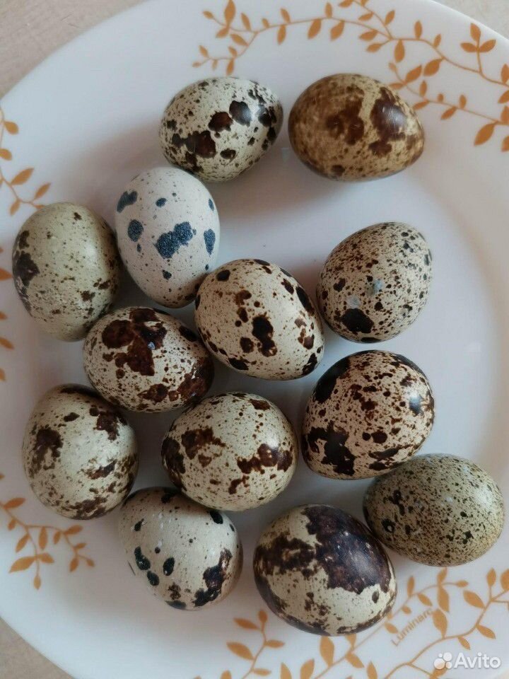 Яйца куриные, перепелиные купить на Зозу.ру - фотография № 4