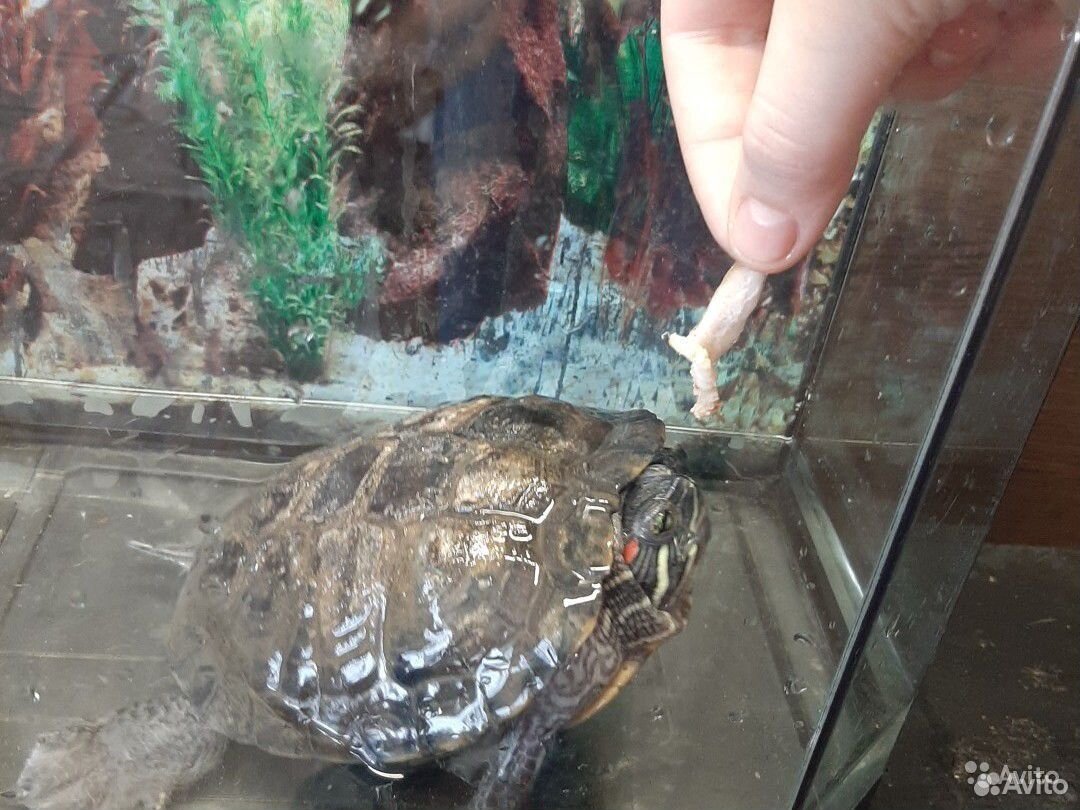 Черепаха с аквариумом купить на Зозу.ру - фотография № 1
