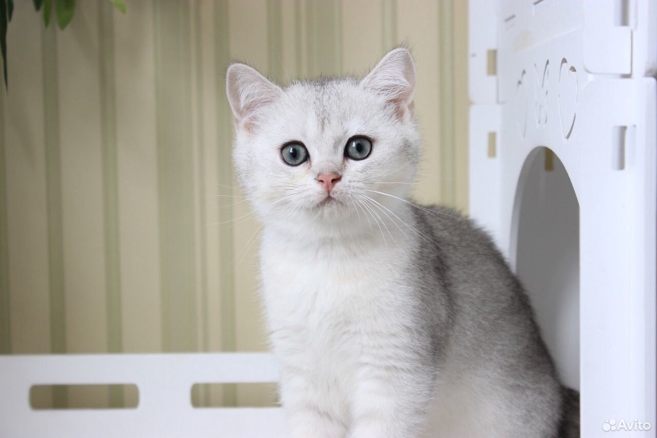 Британская серебристая шиншилла кот купить на Зозу.ру - фотография № 2