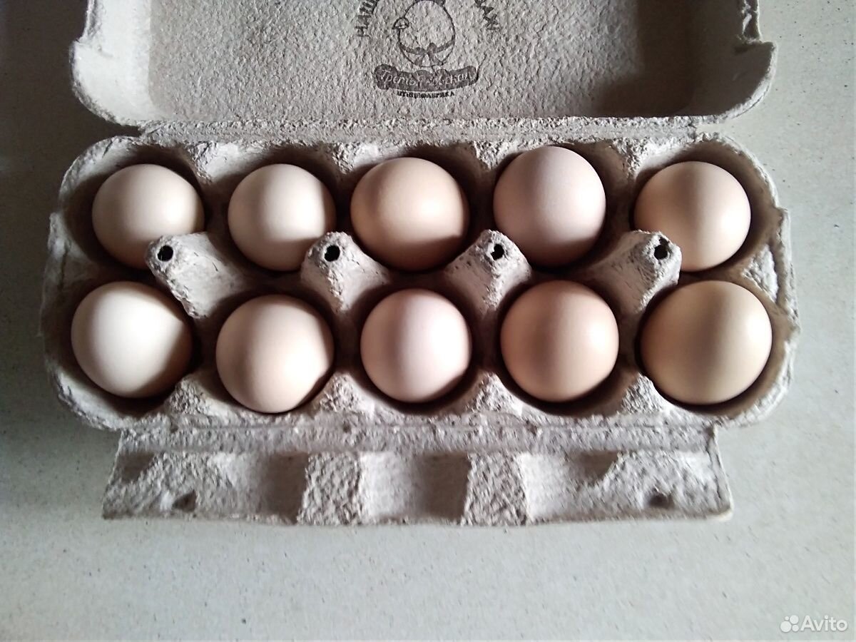 Инкубационные яйца китайских шёлковых курей купить на Зозу.ру - фотография № 1