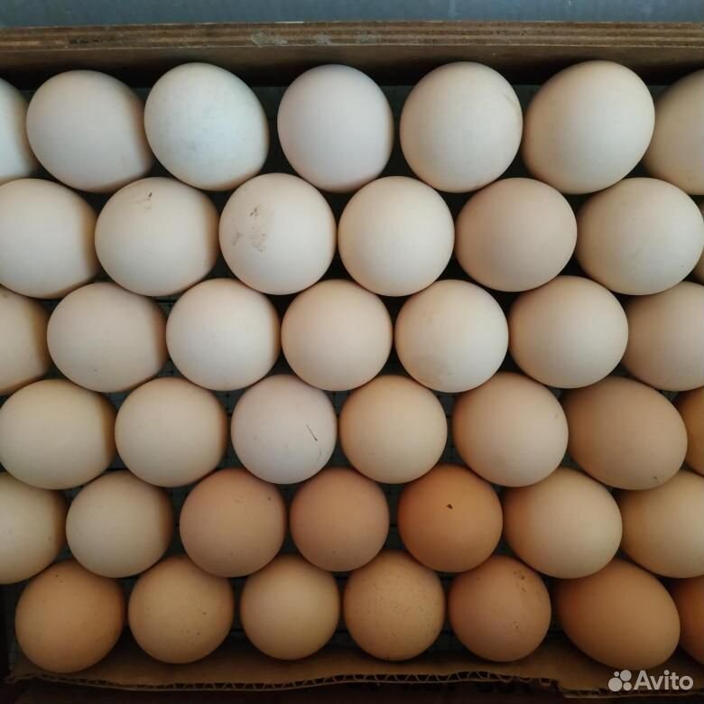 Инкубационное яйцо домашних разноцветных кур купить на Зозу.ру - фотография № 1