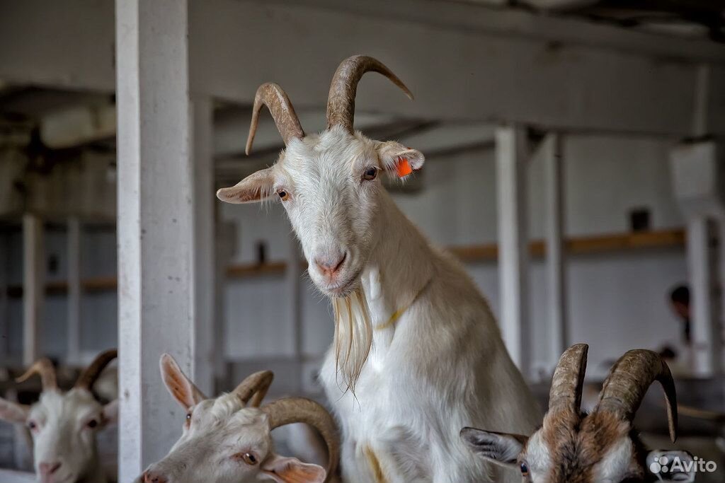Продам стадо коз купить на Зозу.ру - фотография № 1