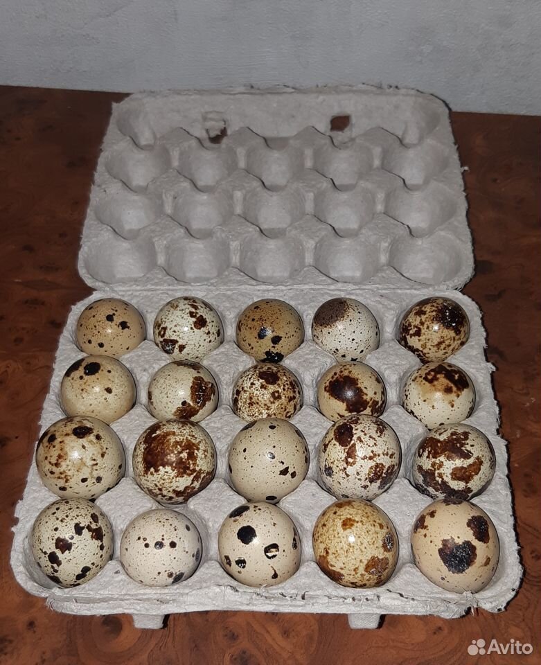 Яйца перепелиные домашние отборные купить на Зозу.ру - фотография № 3