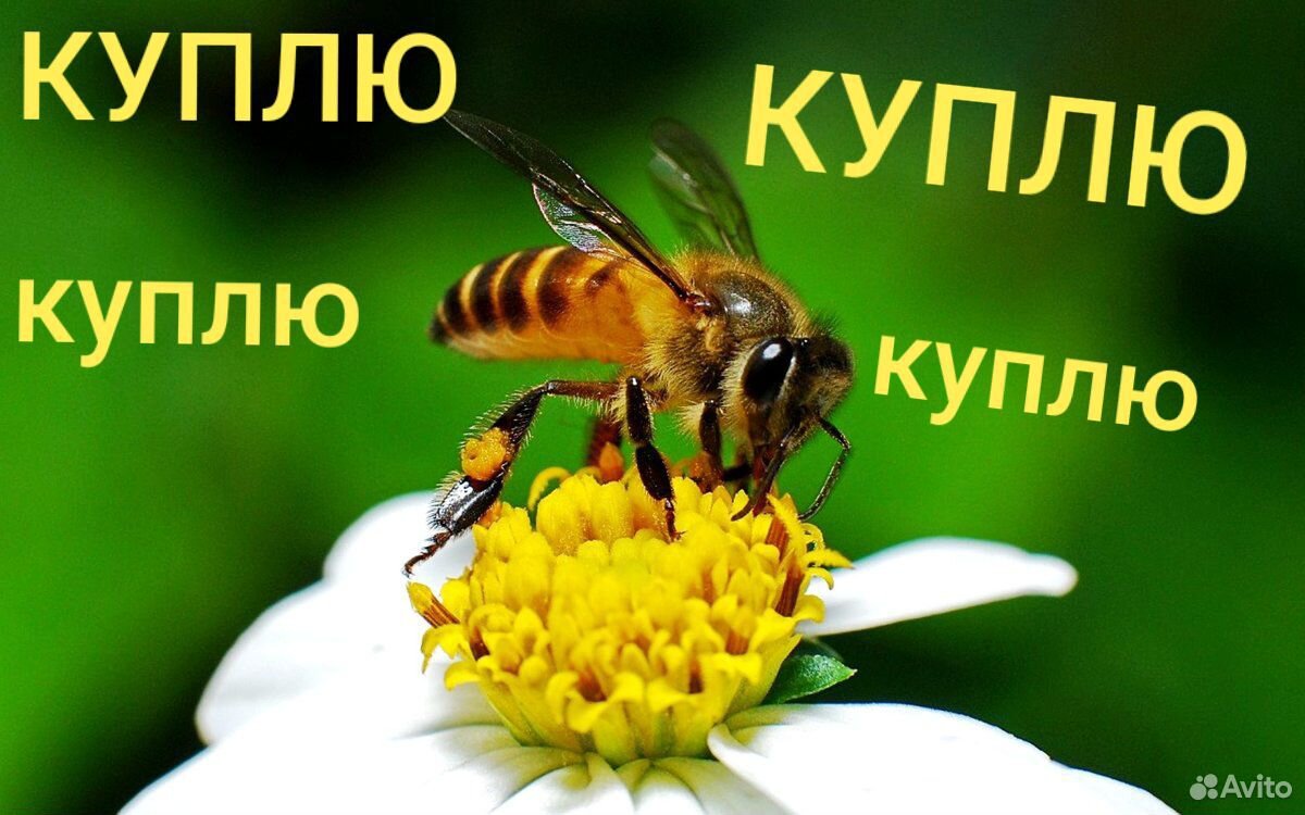 Пчелосемьи,пчелопакеты,рои,маток купить на Зозу.ру - фотография № 1