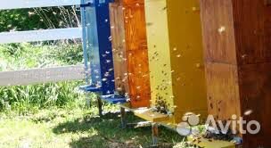 Пчелы,улья и мед купить на Зозу.ру - фотография № 2