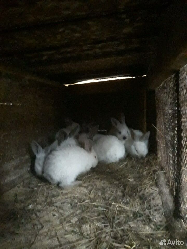 Семья кроликов.самка с крольчатами купить на Зозу.ру - фотография № 1