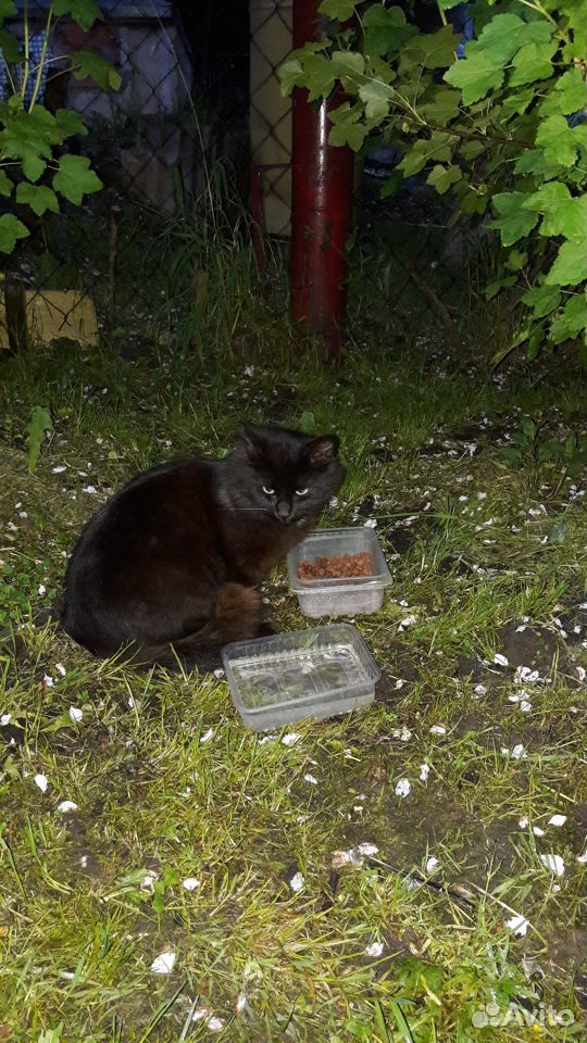 Найдена кошка купить на Зозу.ру - фотография № 1