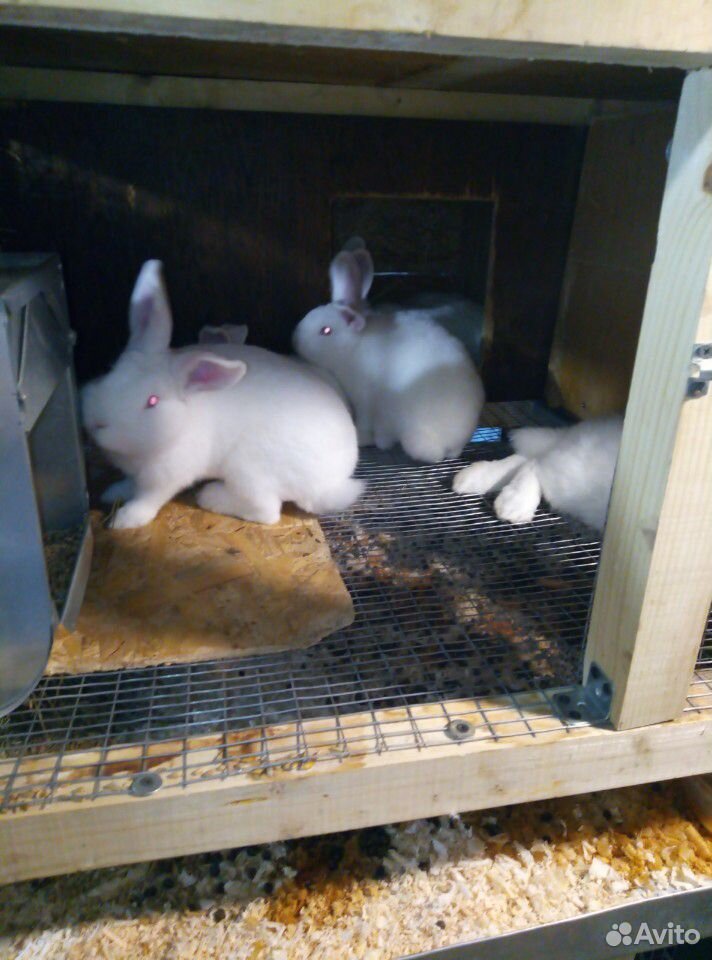 Крольчата Новозеландские белые купить на Зозу.ру - фотография № 5