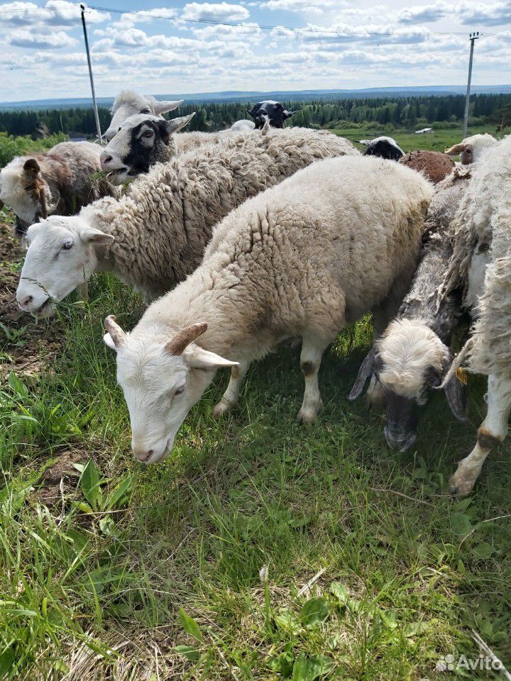 Овцы. баран на племя от катумского барана купить на Зозу.ру - фотография № 7