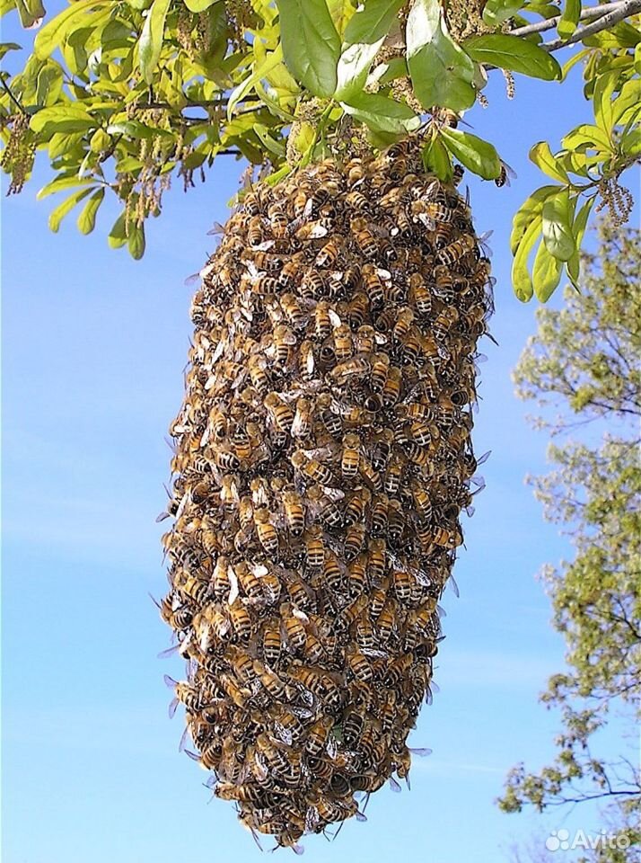 Продам пчелиные рои купить на Зозу.ру - фотография № 1
