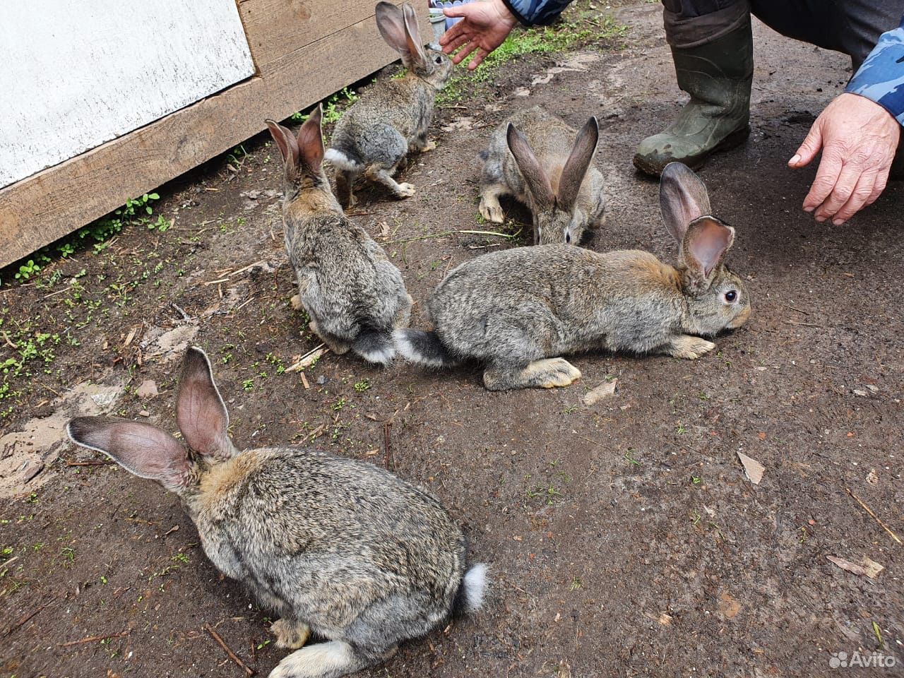 Продам кроликов Фландр купить на Зозу.ру - фотография № 2
