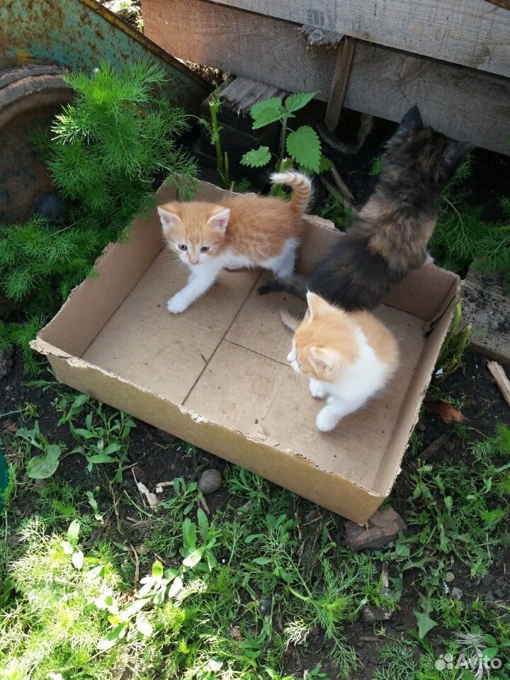 Четыре котенка купить на Зозу.ру - фотография № 3